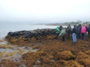 Stone piles in the tidal zone yet to be excavated. Unknown age and purpose. Photo: D. Schillereff