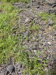 Verbena litoralis. Photo from WikiCommons, courtesy of Forest & Kim Starr. 