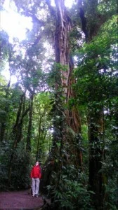 People often tell me I'm tall... Monteverde National Park, Costa Rica