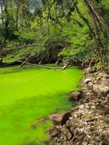 Eutrophication on the Potomac River. Source: Alexandr Trubetsky, WikiCommons CC-BY-SA-3.0