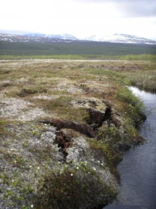 Permafrost peatbog border in Storflaket, Abisko, Sweden. Source - Dentren, Wikimedia Commons.
