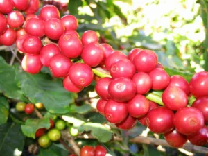 800px-CoffeeCatucai