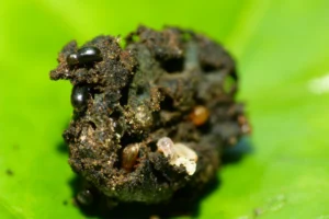 A coffee berry being chewed up by hungry Hypothenemus hampei - Source: L. Shyamal, Wikimedia Commons.