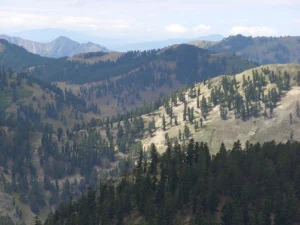 800px-Abies_nordmanniana_@Kurtbeli-Alucra-Giresun