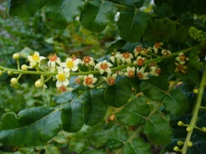 Flowers from a Boswellia sacra tree - Source: Scott Zona, Wikimedia Commons.