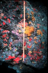Demosponges and coralline algae - Photograph: K. Rasmussen, Wikimedia Commons.