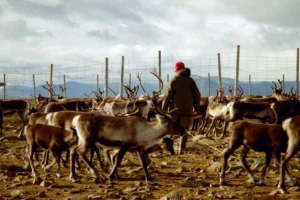 Reindeer herding in Sweden - Source: Mats Andersson, Wikimedia Commons.