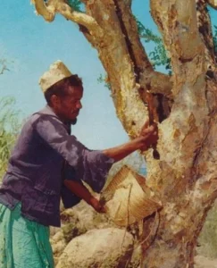Man collecting myrrh in Somalia - Source: Somalia Ministry of Information and National Guidance, Wikimedia Commons.