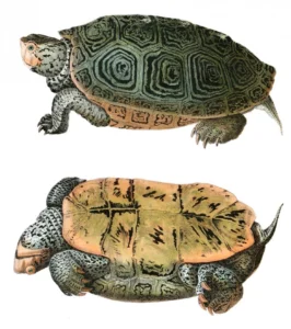 Hand-colored lithograph of Malaclemys terrapin, in John Edwards Holbrook's North American herpetology. Source - WIkimedia Commons.