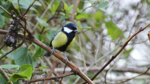 Great tit in a garden in Broadstone, UK. Source: Ian Kirk, Wikimedia Commons.