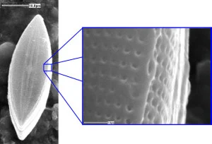 Diatom found on a sample of limestone left in situ in a blue hole in the Bahamas. Photo Credit: KT Cooper