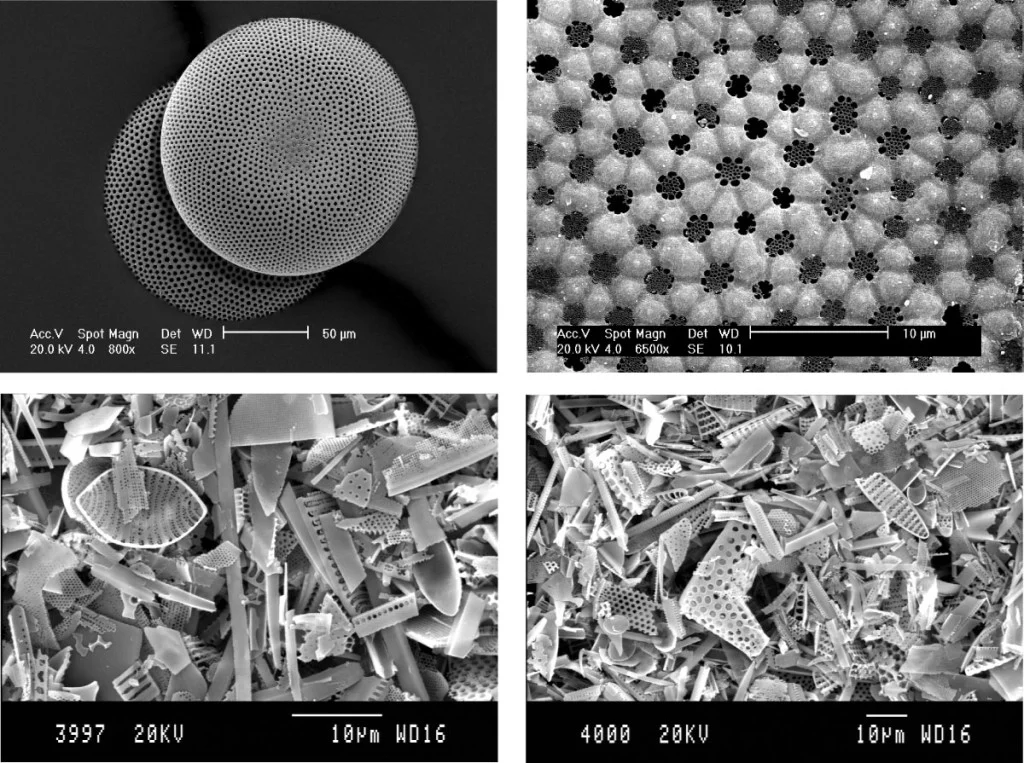 Diatom images showing the variability in their beautiful morphology. Photo credit: Kate Hendry