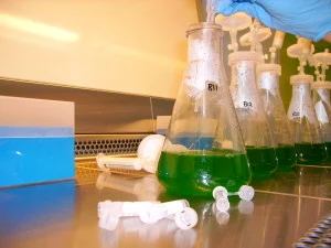 Cyanobacteria cultures