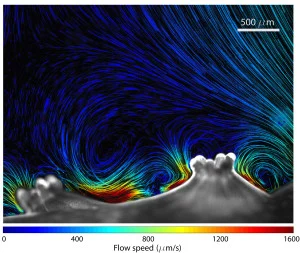 Eddy currents being generated by external cilia of coral. The paths of the tracer particles are colour-coded by fluid velocity. Image courtesy of MIT and the researchers