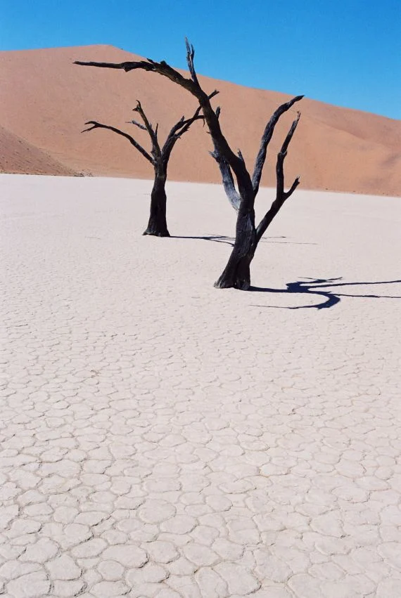 Trees of time