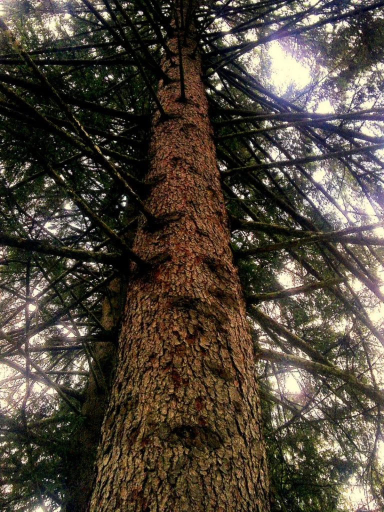 tree