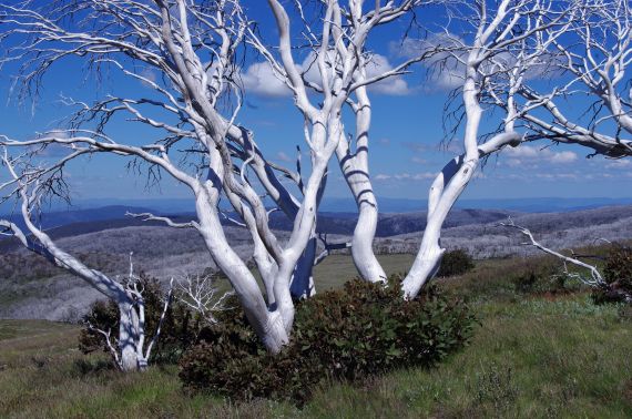 Regrowth after fires