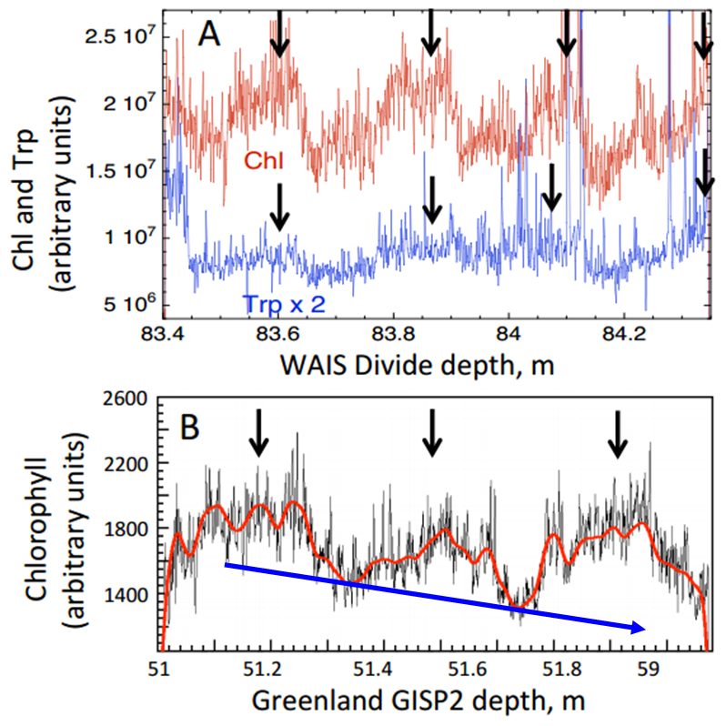 Chl autofluorescence (arbitrary units) at several depths in ice cores showing fluctuations consistent with summer-winter variations. (A) Chl and Trp over 4 yr in Western Antarctic Ice Sheet Divide ice (WAISD), summer maxima are marked with arrows; (B) Chl in Greenland ice shows maxima during 3 summers, wiggly red line is a spline fit to the data, blue arrow indicates general decrease in chlorophyll (Modified from Price and Bay 2013).