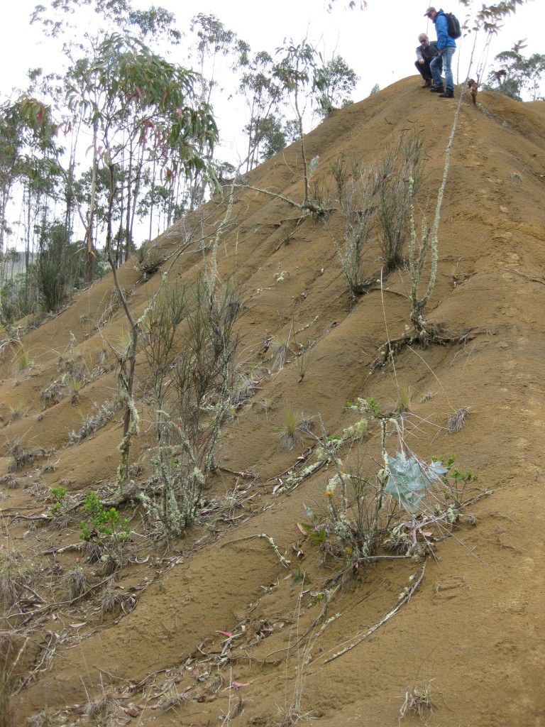 Vegetation on a degrated slope. Vegetation is a major control of runoff, erosion and sediment mobilization in highly degraded catchments. (Credit: Veerle Vanaker)