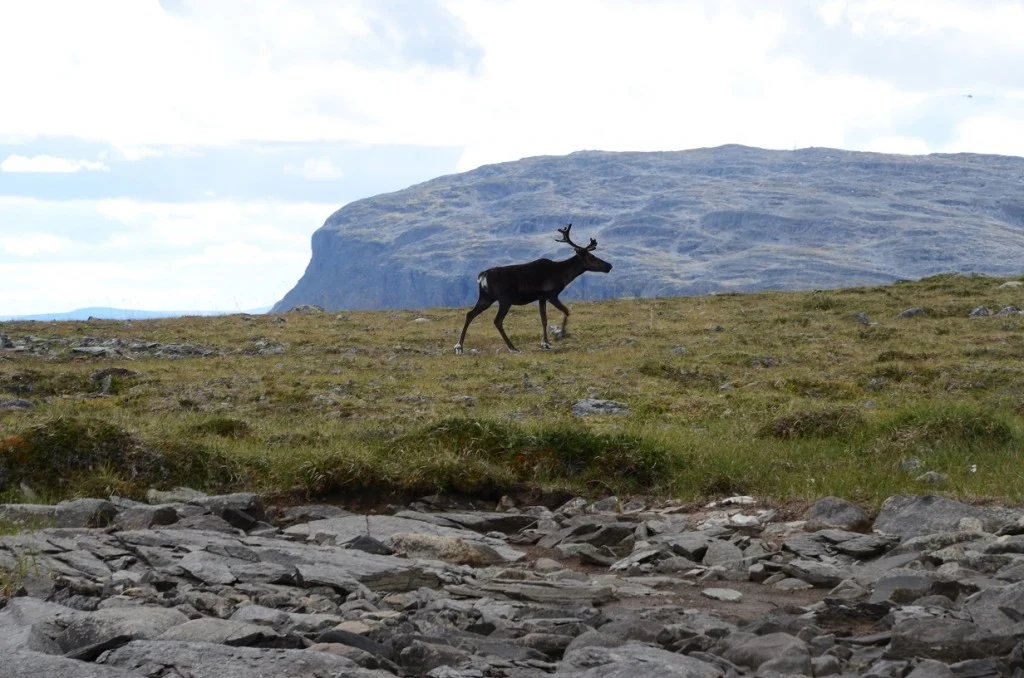 A reindeer surveys researchers in front of Saana Fell. Image credit Liz Kalaugher