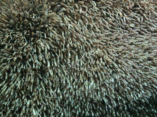 “Pogonophores in the Mediterranean Sea” by MARUM, distributed by the EGU under a Creative Commons licence. 