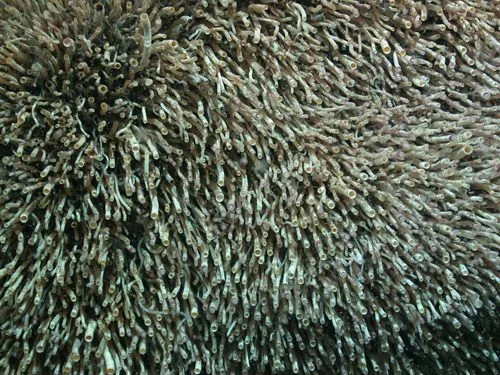 “Pogonophores in the Mediterranean Sea” by MARUM, distributed by the EGU under a Creative Commons licence. 