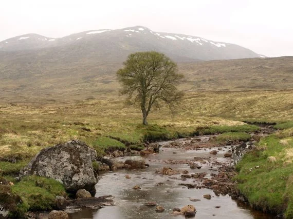 Many peatlands are protected under the EU Habitats Directive as they support a huge variety of plants, birds and insects and the peaty habitats here have been designated as a Special Area of Conservation. Rannoch Moor supports a number of nutrient-poor freshwater habitats and while many of these have relatively low biodiversity, several of the plants that thrive here, including floating bur-reed and the Rannoch-rush, are relatively uncommon, hence its conservation status. 