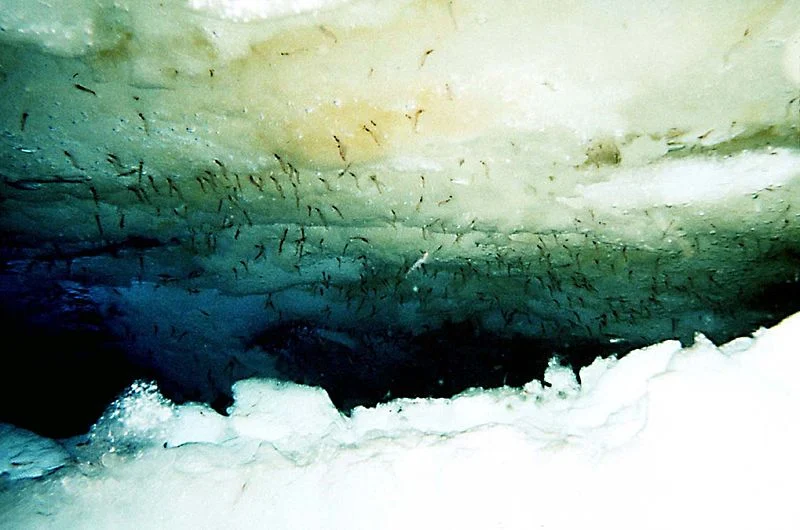 The underside of Antarctic pack ice. The brown-green algae are an important food source for krill, as well as being a source of atmospheric iodine. (Credit: Kills and Marshall, 1995)