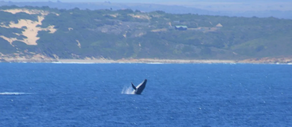 A jumping humpback whale – just one of the great sights we encountered on this cruise (Credits: Volker Mohrholz)