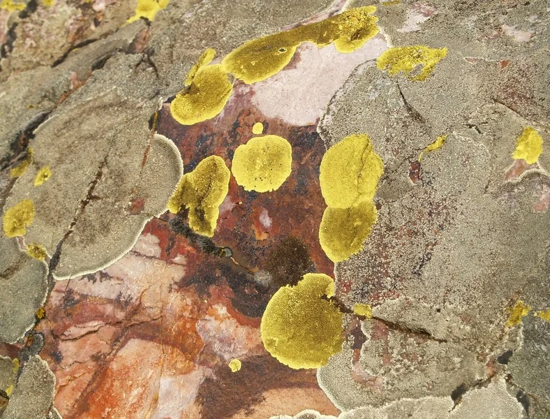 “Pioneer Settler Organisms” by Juan Antonio Campos, distributed by the EGU via imaggeo.egu.eu.
