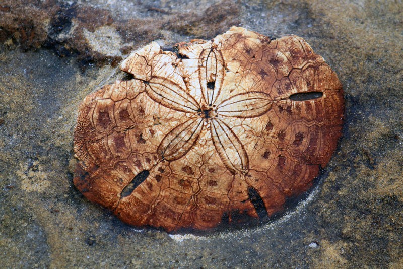 This image shows a sea urchin long past the end of its life cycle, but back when it was a little nipper, it was quite an amazing creature! (Credit: Natalia Rudaya, distributed via imaggeo.egu.eu)