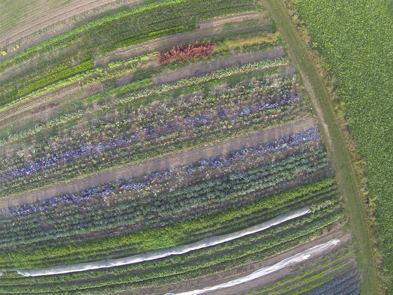 An aerial photo of an organic farm, taken from a kite! (Credit: Kristof Van Oost, distributed via imaggeo.egu.eu)