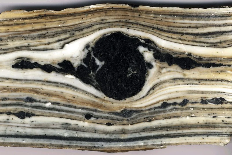 In reality, this shiny slab of rock is about 20 centimetres across. Polished to perfection, the layers of marble and amphibole are beautiful to behold. (Credit: Philippe Leloup via imaggeo.egu.eu) 