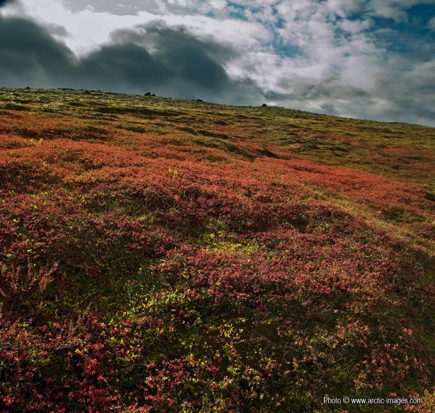 Autumn mountain vegetation, Central Highland, Iceland. (Credit: Ragnar Sigurdsson/arctic-images.com via imaggeo.egu.eu)