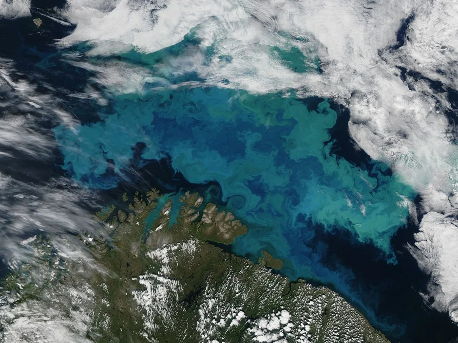 Barents Sea plankton bloom: sub-mesoscale flows may be responsible for the twisted, turquoise contours of this bloom (Credit: Jeff Schmaltz, MODIS Land Rapid Response Team, NASA GSFC)