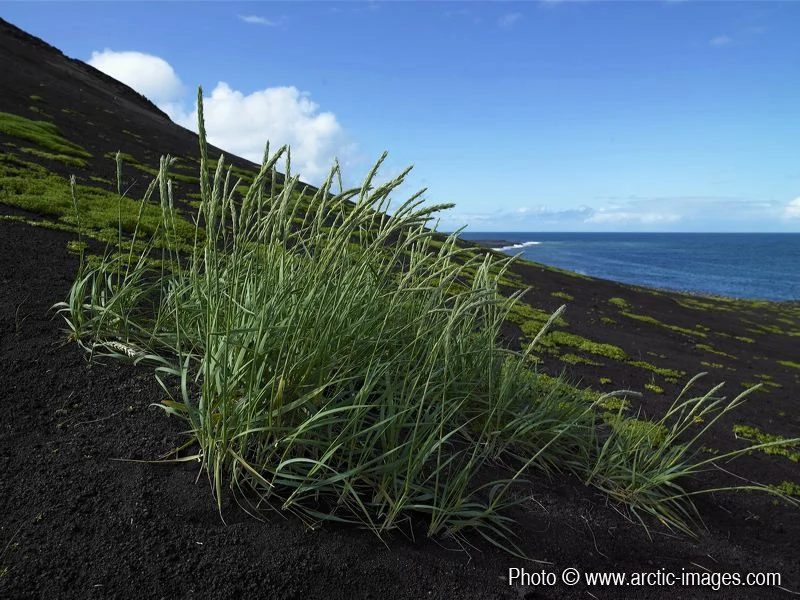 Hardy grass on Surtsey’s black sands. (Credit: Ragnar Sigurdsson (arctic-images.com via imaggeo.egu.eu)