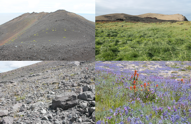 Vegetation on Surtsey (top, credit: Borgþór Magnússon) and Mount St Helens (bottom, credit: Roger del Moral). Images on the left are areas where the rate of succession is slow, those on the right detail areas with a faster succession rate.