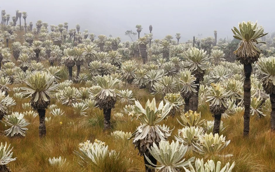 Páramo El Ángel in Ecuador with Espeletia plants (Credit: Martin Mergili via http://www.mergili.at/worldimages/)).