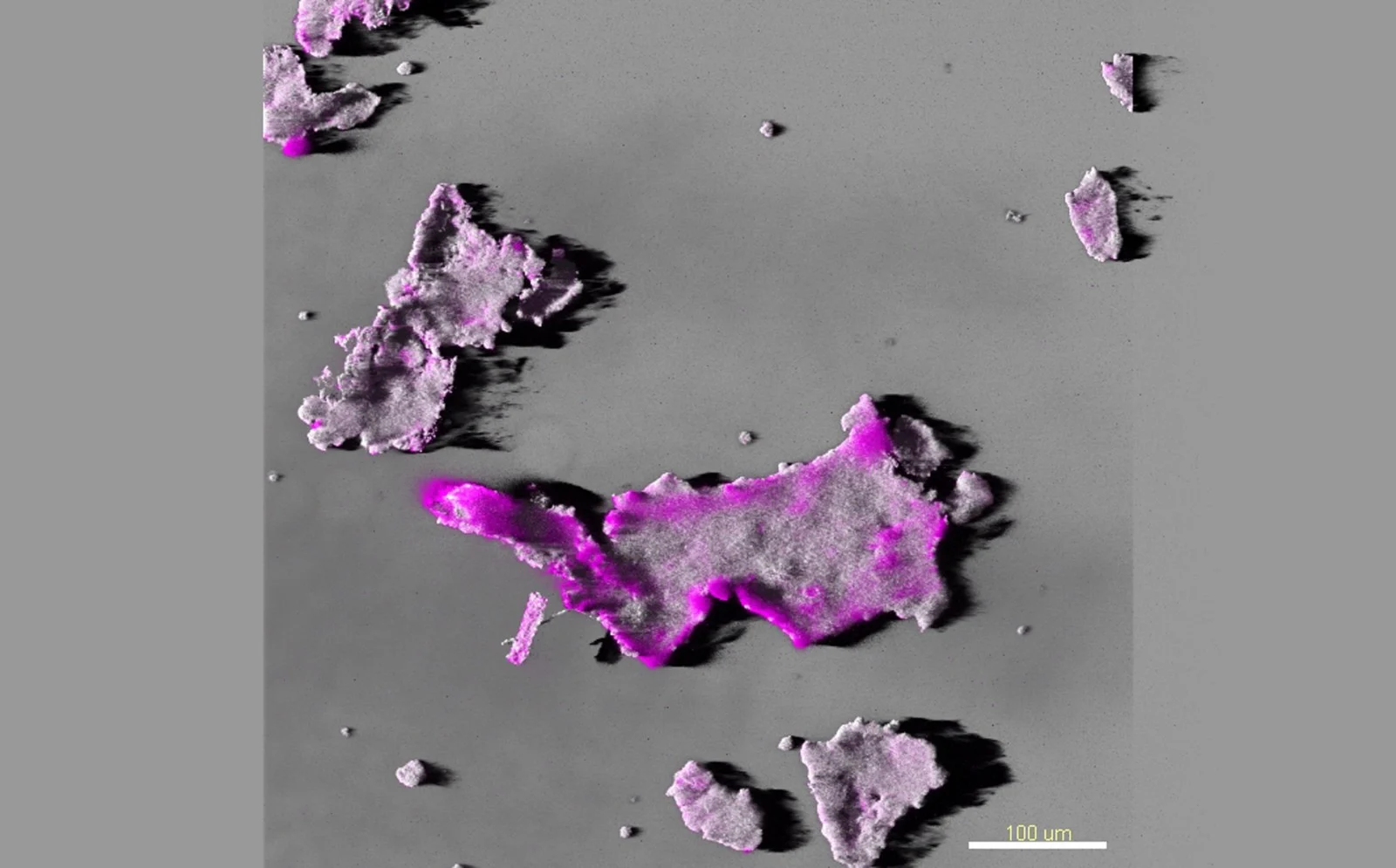 Nibbling round the edges. Credit: Maria Hernandez-Soriano (distributed via imaggeo.egu.eu)