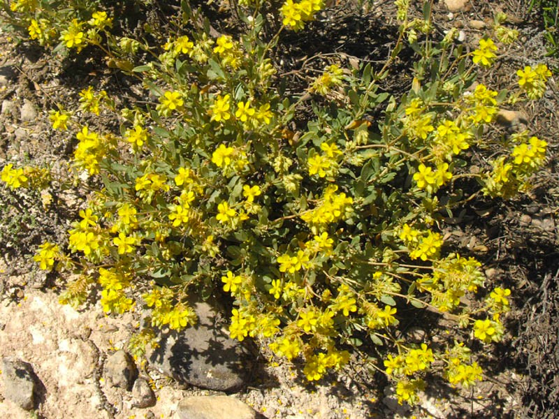 Rock rose (aka Helianthamum squamatum). Credit: Wikimedia Commons User Ghislain118.