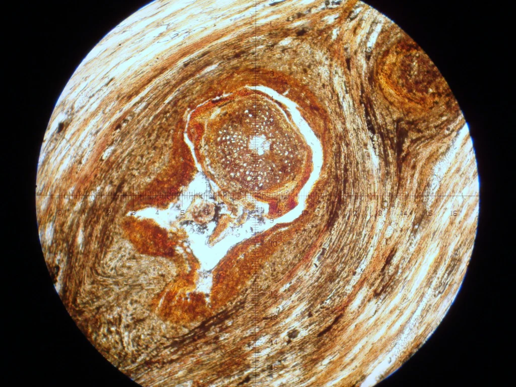Through Scales: Soil Zoom by Alevtina Evgrafova (distributed via imaggeo.egu.eu).