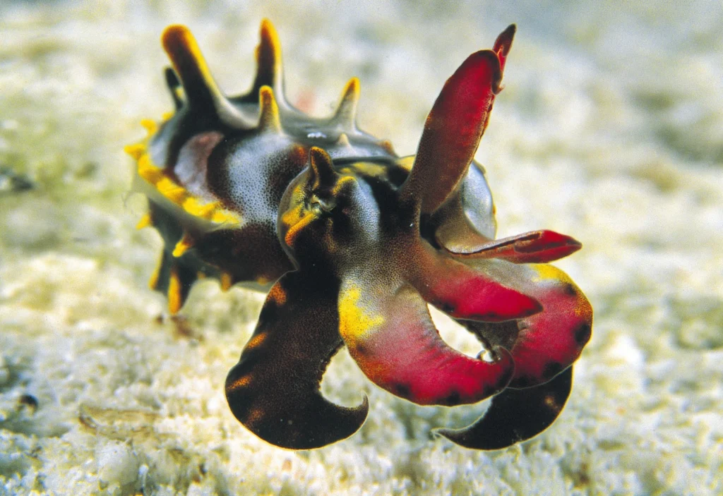 Flamboyant Cuttlefish. Photo © Rob Stewart. From the documentary film Revolution.