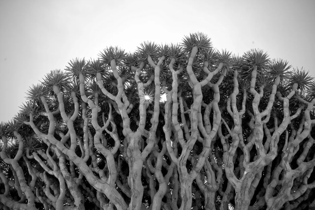 Imaggeo on Mondays: Dragon Blood Tree