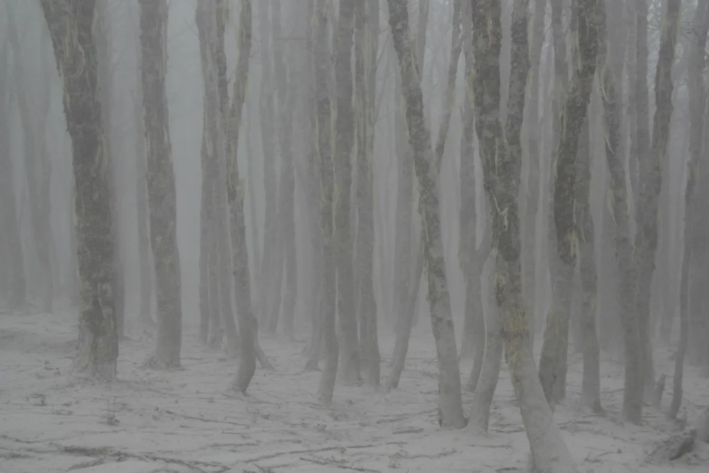 The forest land on the hike up in 2012. Hugh remembers the ash filling his hair and covering everything. Image Credit: Dr. Hugh Tuffen