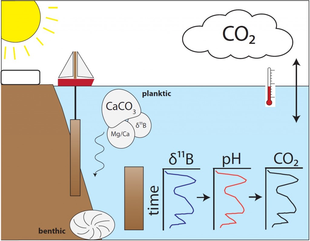Schematic of how James use boron isotope measurements in foraminifera to reconstruct pH and CO2. Credit: James Rae 
