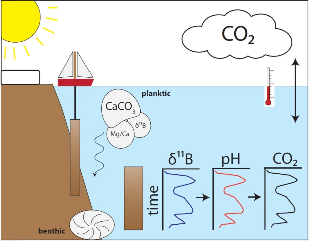 Schematic of how James use boron isotope measurements in foraminifera to reconstruct pH and CO2. Credit: James Rae 
