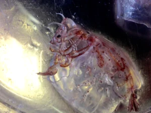Phronima sp. The little night treasure collected with the Neuston net. Credit: Anna Schroeder 