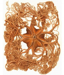 Basket star - Gorgonocephalus arcticus (Leach, 1819) (from Koehler 1909, pl. 9; as Gorgonocephalus agassizi; Stimpson, 1854). This is the species that was caught during the John Ross expedition.