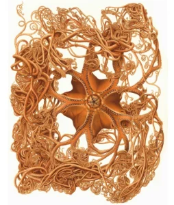 Basket star - Gorgonocephalus arcticus (Leach, 1819) (from Koehler 1909, pl. 9; as Gorgonocephalus agassizi; Stimpson, 1854). This is the species that was caught during the John Ross expedition.