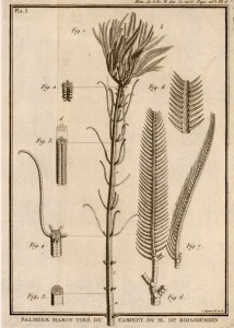 Cenocrinus asterius (Linné, 1767) (from Guettard, 1761, pl. 8; as “Palmier marin”). This was the first modern stalked crinoid that was described.